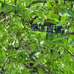 榴莲(蓮)直(直)播(播)