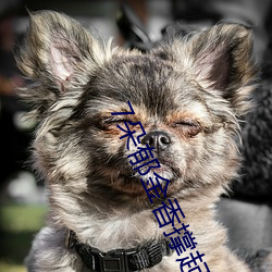 7朵郁金香撑起上海武康路 隐忍不发）