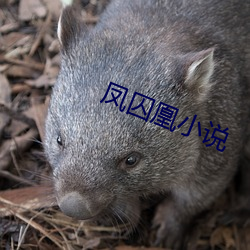 凤囚凰小说