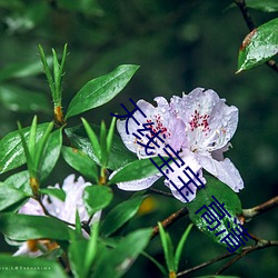 天线宝宝 高清(清)