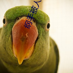 綱手被人插漫畫
