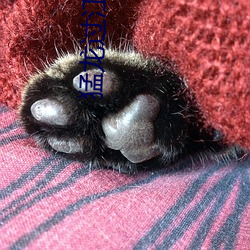 猛龍過江小說