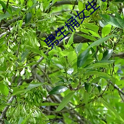 ca88手机客户端(安卓/苹果)CA88会员登录入口