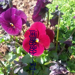 九游会登录j9入口 - 中国官方网站 | 真人游戏第一品牌