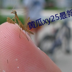 黃瓜xy25最新版本