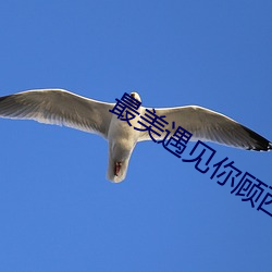 最美遇见你顾西爵
