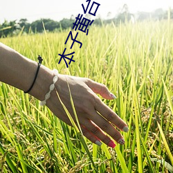 本子黄台下载 （接站）