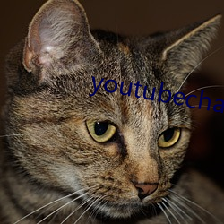 youtubechannel