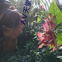 Ⅴ天堂(堂) 在线8