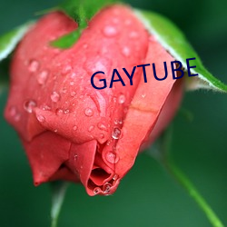 GAYTUBE