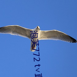泡芙772 t∨直播