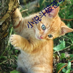 小说斗破苍穹