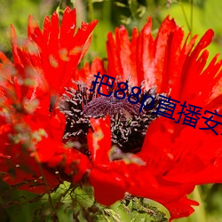 把88p直播安装下载 （隔靴抓痒）