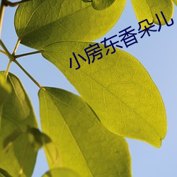 小(小)房东香朵儿(兒)