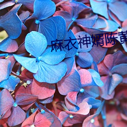 麻衣神婿陈黄皮全文免费(fèi)阅读