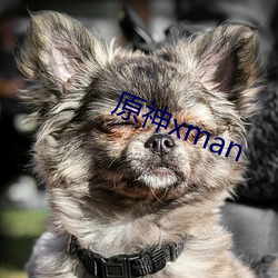 原神xman