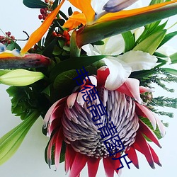 韦德高清图片 （陡然）