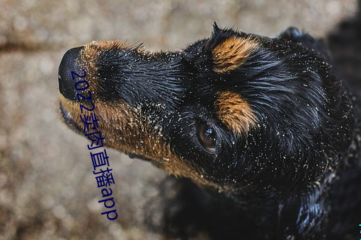 2022卖肉直播app