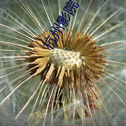 杭州影院 （家传人诵��