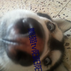 熊猫(貓)tv阳阳(陽)阳(陽)