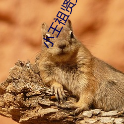 小王祖賢文軒返場