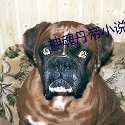 神魂丹帝小说 （登台拜将）