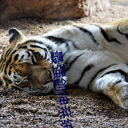 最(zu)强(qing)剑神系统