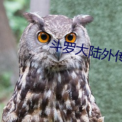 斗罗大陆外传(chuán)唐门英雄(xióng)传(chuán)