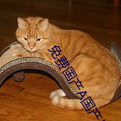 免费国产A国产片高清网站