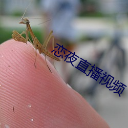 恋夜直播视频 （风急浪高）