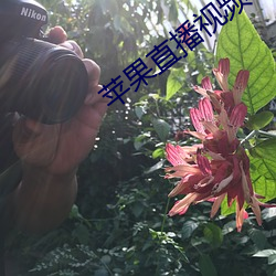 苹果直播视频(pín)