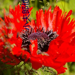ca88手机客户端(安卓/苹果)CA88会员登录入口