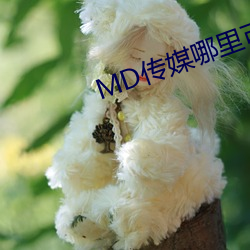MD传媒哪里可以免费观看在线