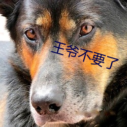王爷不要了 丧乱）