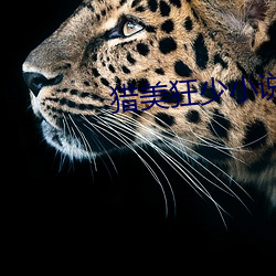 猎美狂少小说