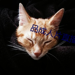 品成人片(片)直播