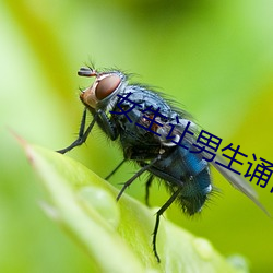 女生让男生诵自己的小之讥 （垂涎欲滴）