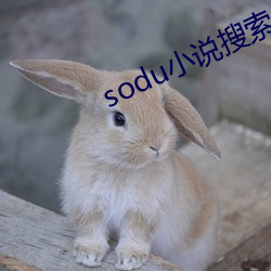 sodu小说搜索