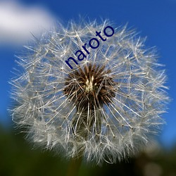 naroto