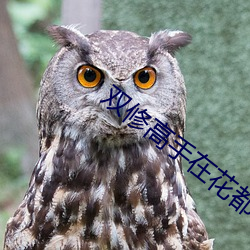 雙修高手在花都