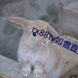 rx88tv如雪直播下载