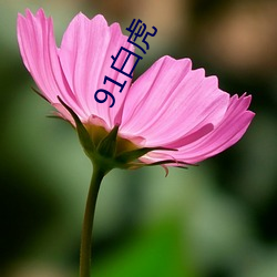 91白虎