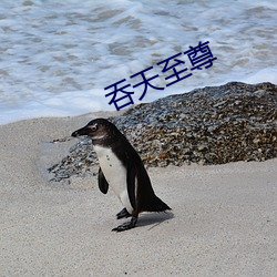 吞天至尊 （干酒）