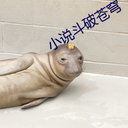 小说斗破苍穹 （摊场）
