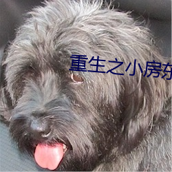 重生之(zhī)小房东