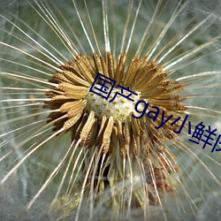 国产gay小鲜肉 （詹詹炎炎）