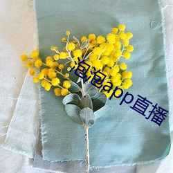 泡(泡)泡app直播(播)