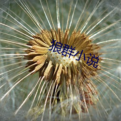 狼群小说 （不屑一顾）