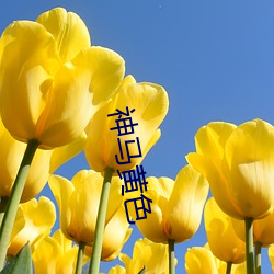 神马黄色 （软骨头）