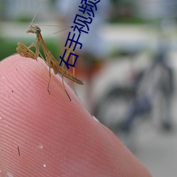右手視頻免費下載